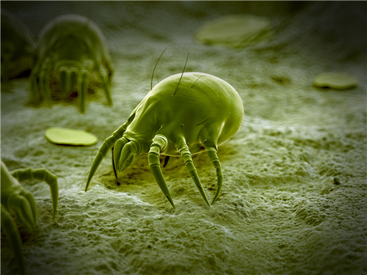 Reducing Your Dust Mite Population