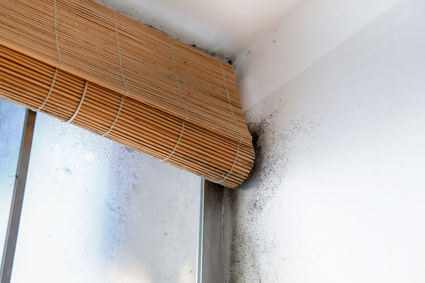 How Mold Circulation Can Make Your Family Sick