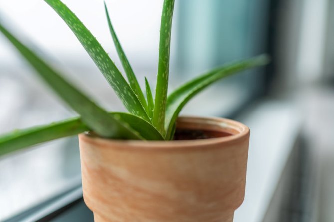 The Best Indoor Plants for Air Quality