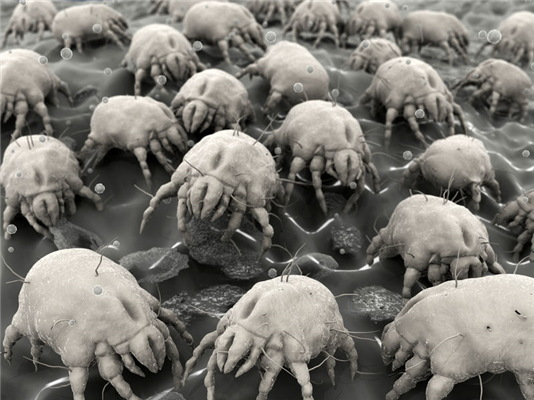 Know Your Enemy: The Mighty Mites